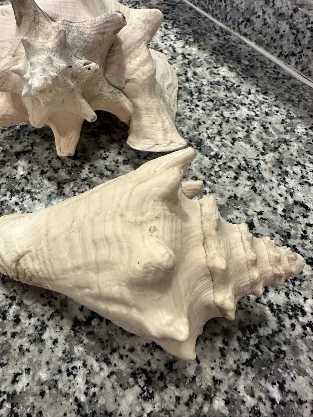 Large Vintage Coastal Seashell Collection Set of 4 | Beach Cottage Decor - Picture 4 of 6